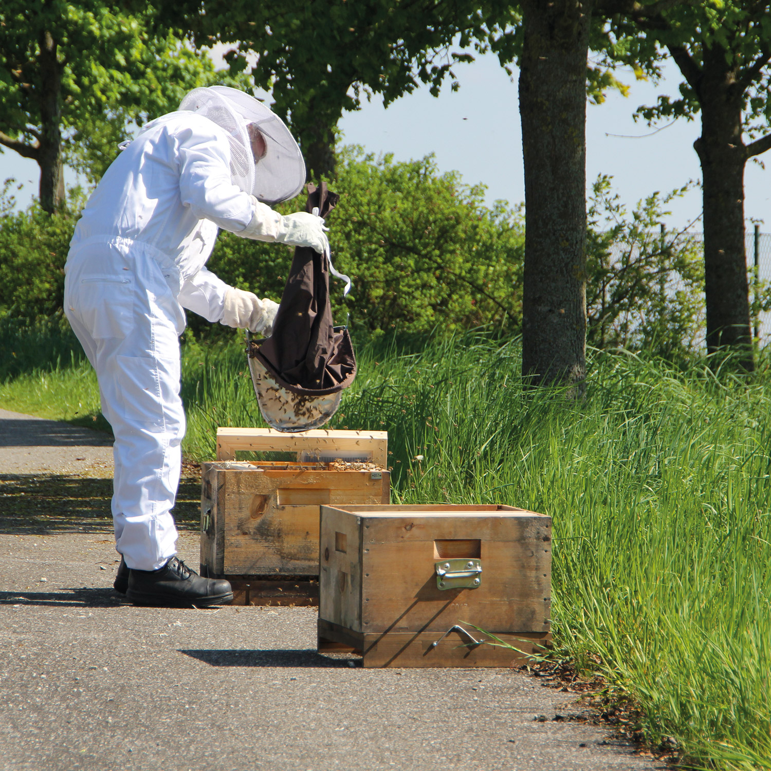 bienen-5