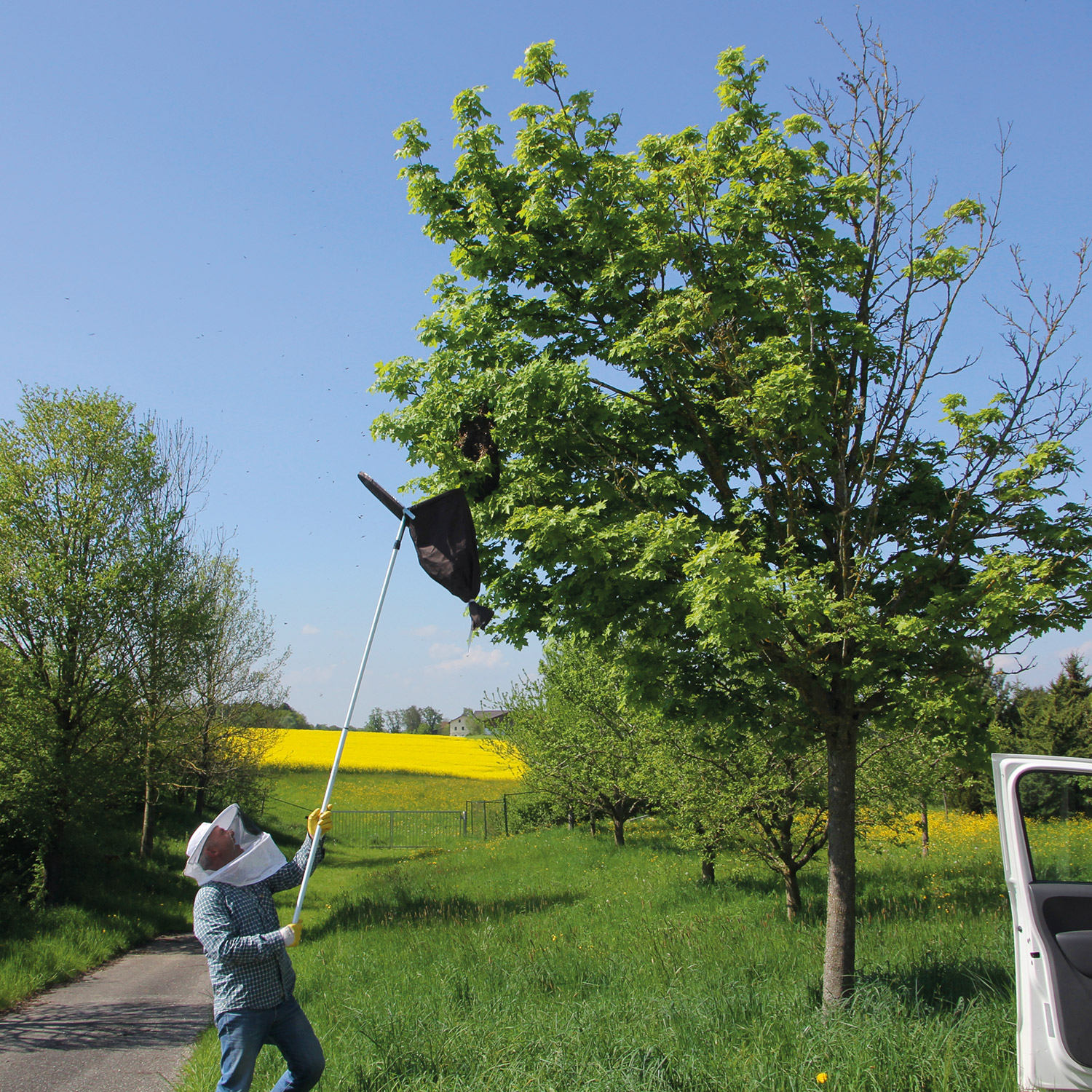 bienen-6